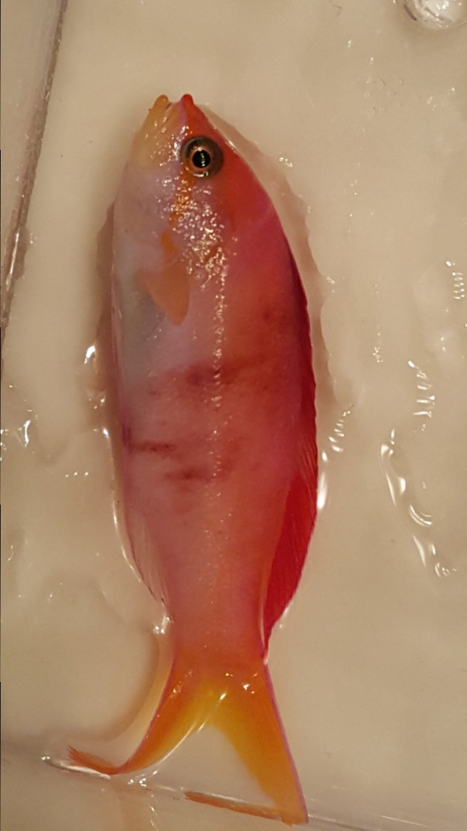 Second Anthias 2.jpg