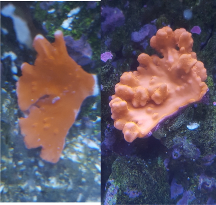 sedosa.jpg