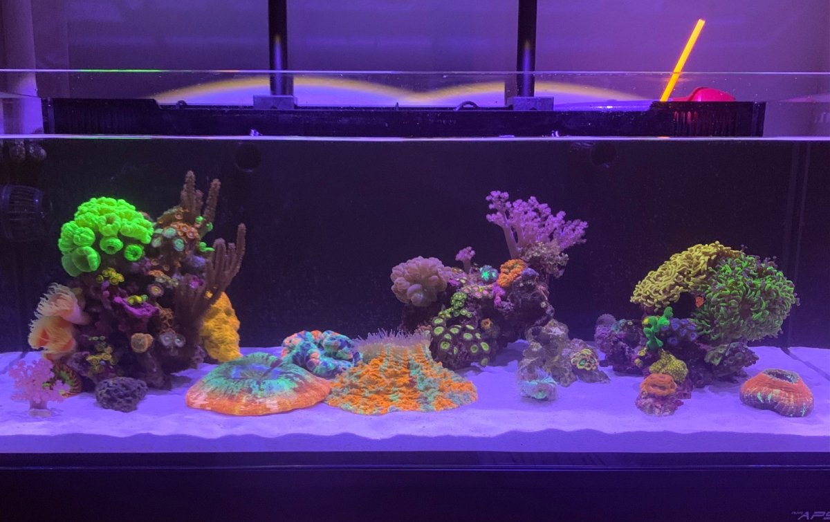 Sept Reef.jpg
