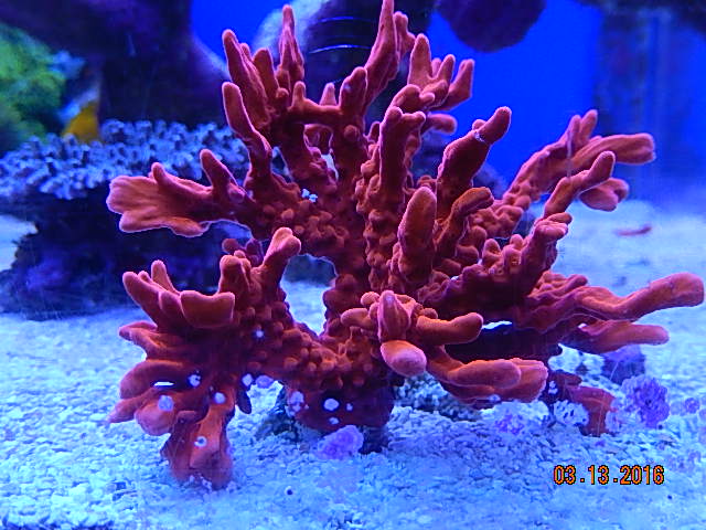 Setosa2.jpg