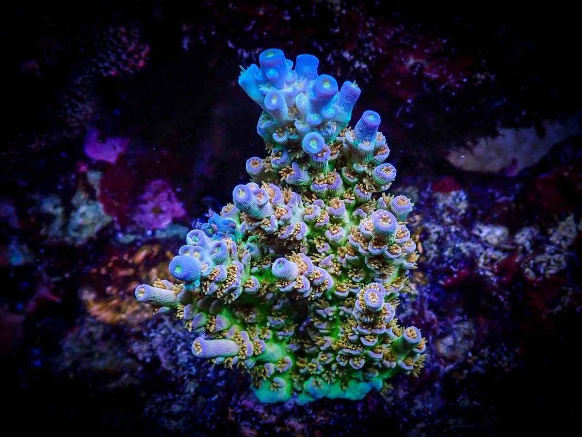 Sexy Corals Orange Passion (1 of 1).jpg