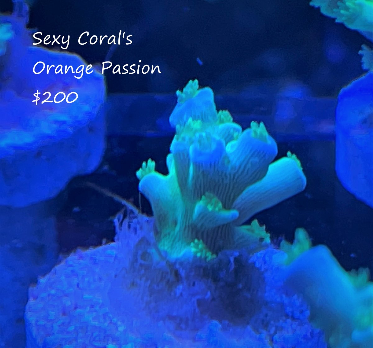 Sexy corals orange passion $200.jpg