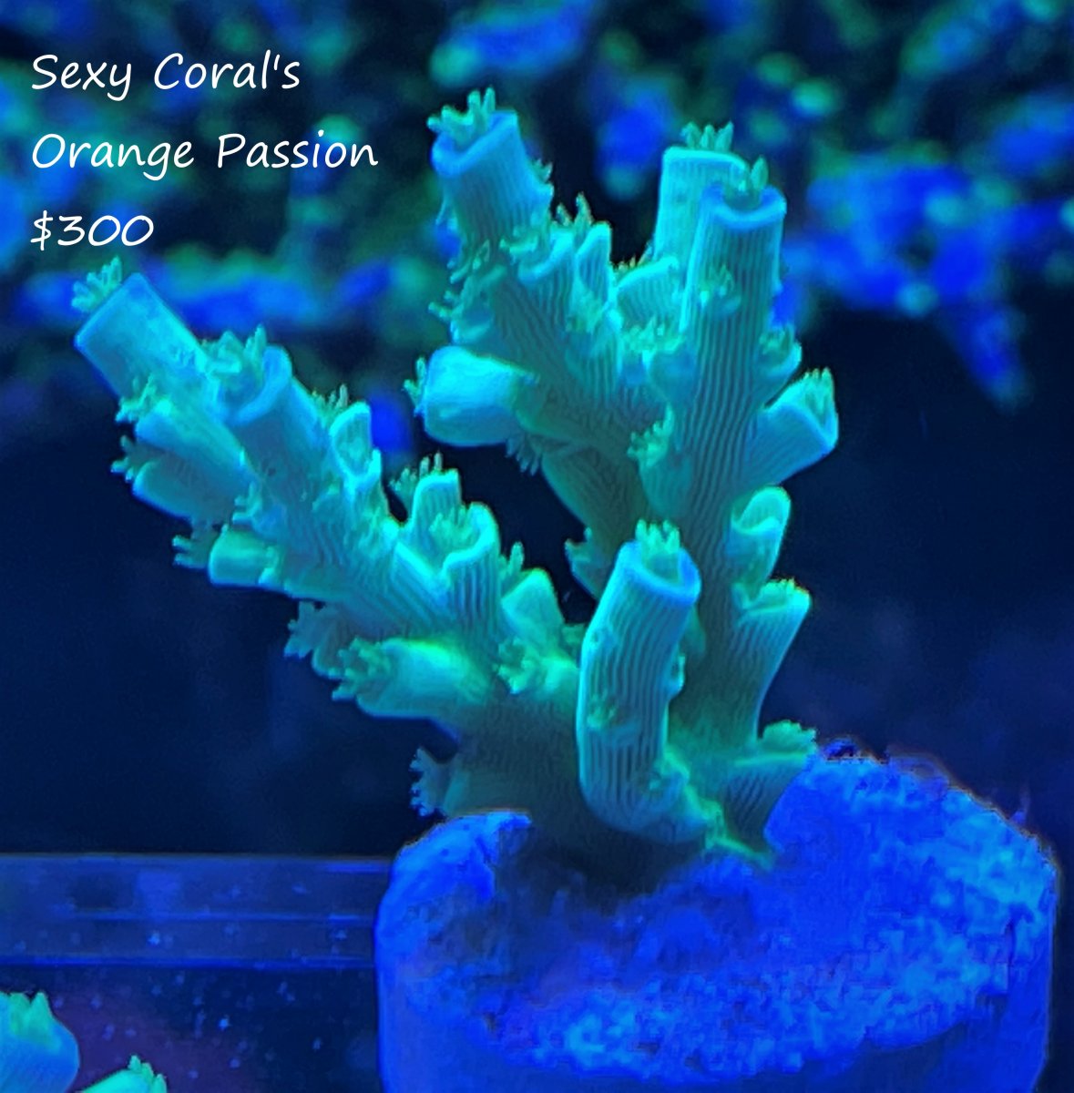 Sexy Corals Orange Passion $300.jpg