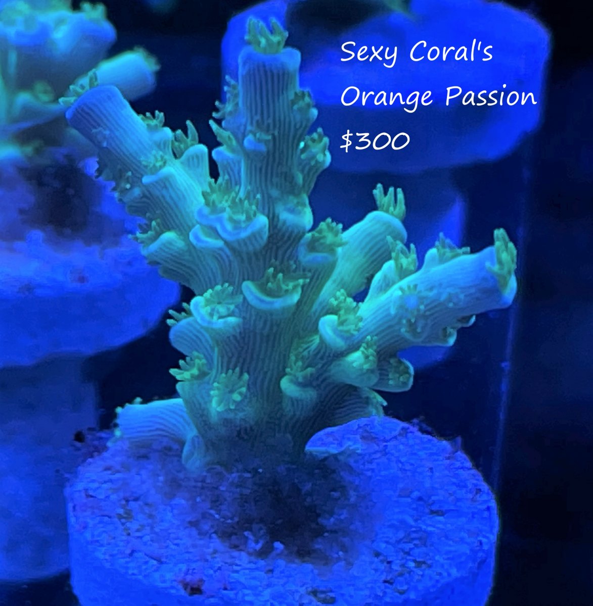 sexy corals orange passion $300 X2.jpg
