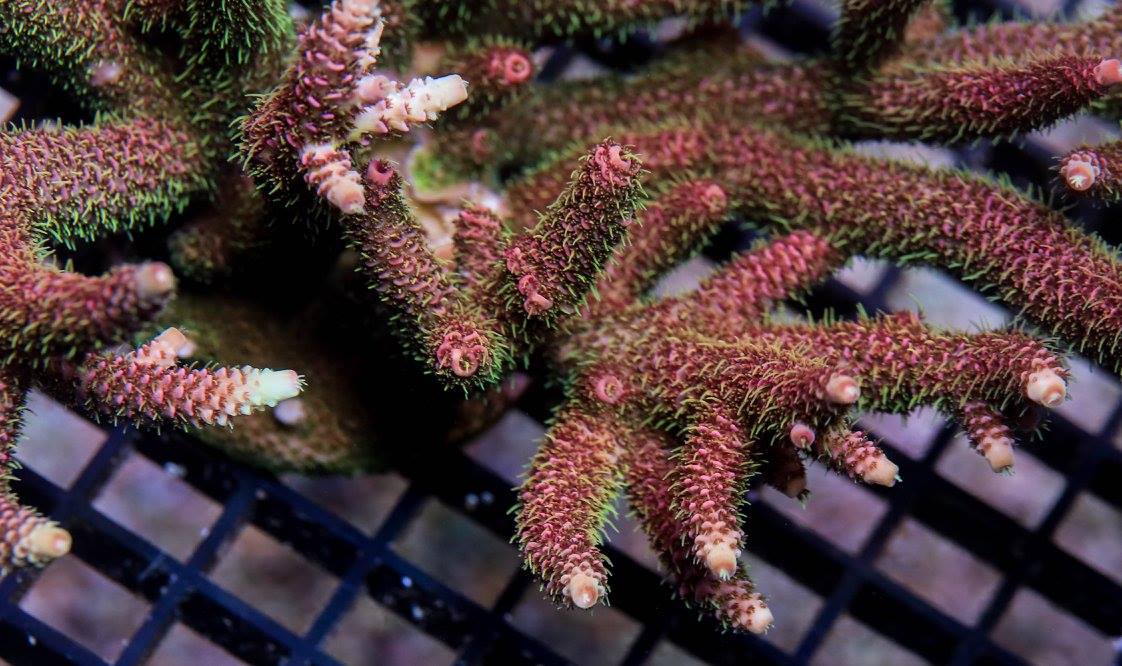 Sexy Corals Starwberry Shortcake Milli.jpg