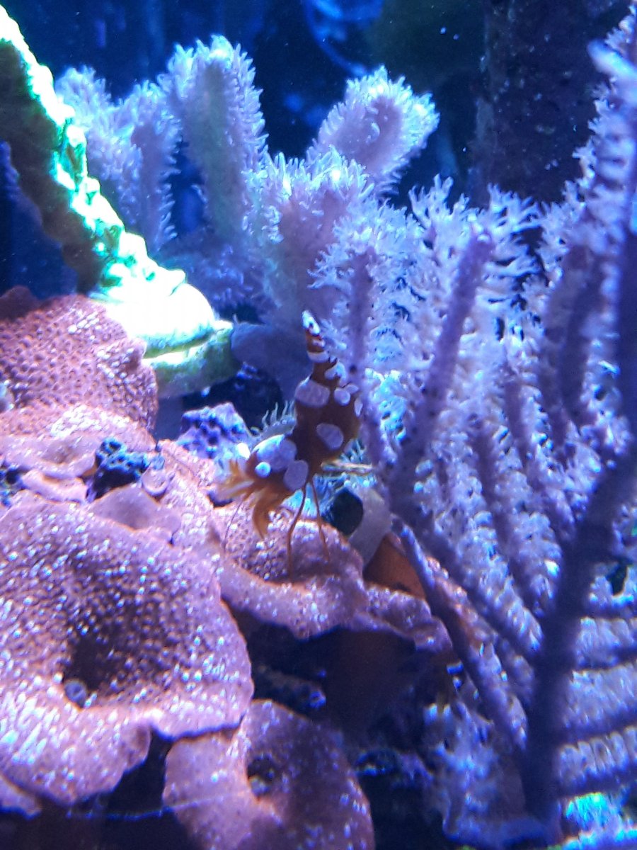 sexy-shrimp.jpg