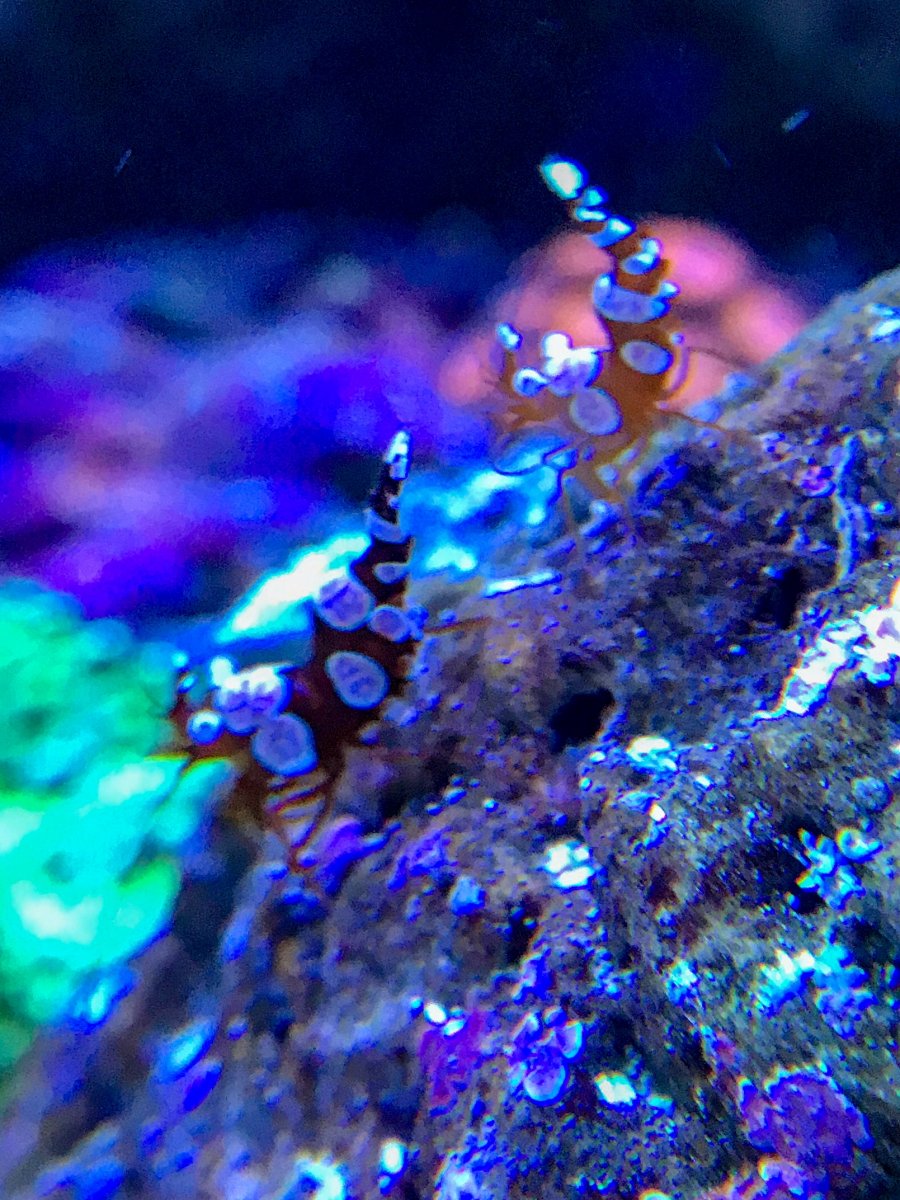sexy shrimp.jpg
