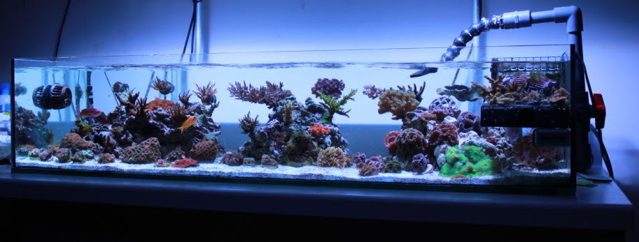 Shallow reef scapes | Page 2 | Reef2Reef