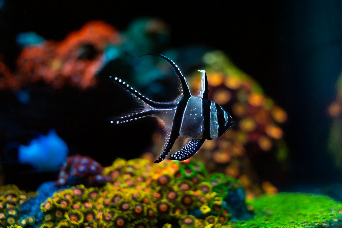 QUESTION OF THE DAY The best nano fish for a nano tank What nano fish do you keep Reef2Reef