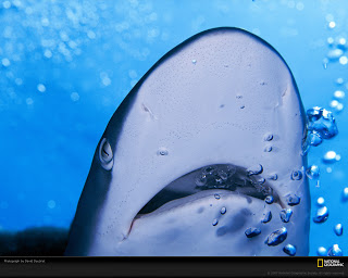 shark-and-bubbles-689679-xl.jpg