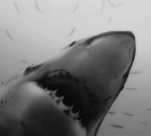 shark.gif