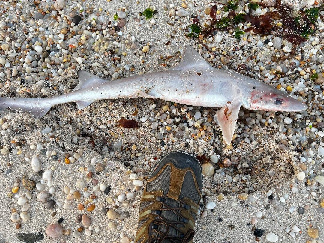 Shark.jpg