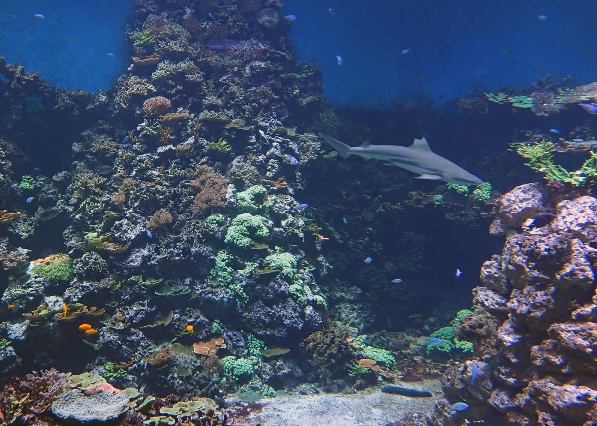 shark2.jpg