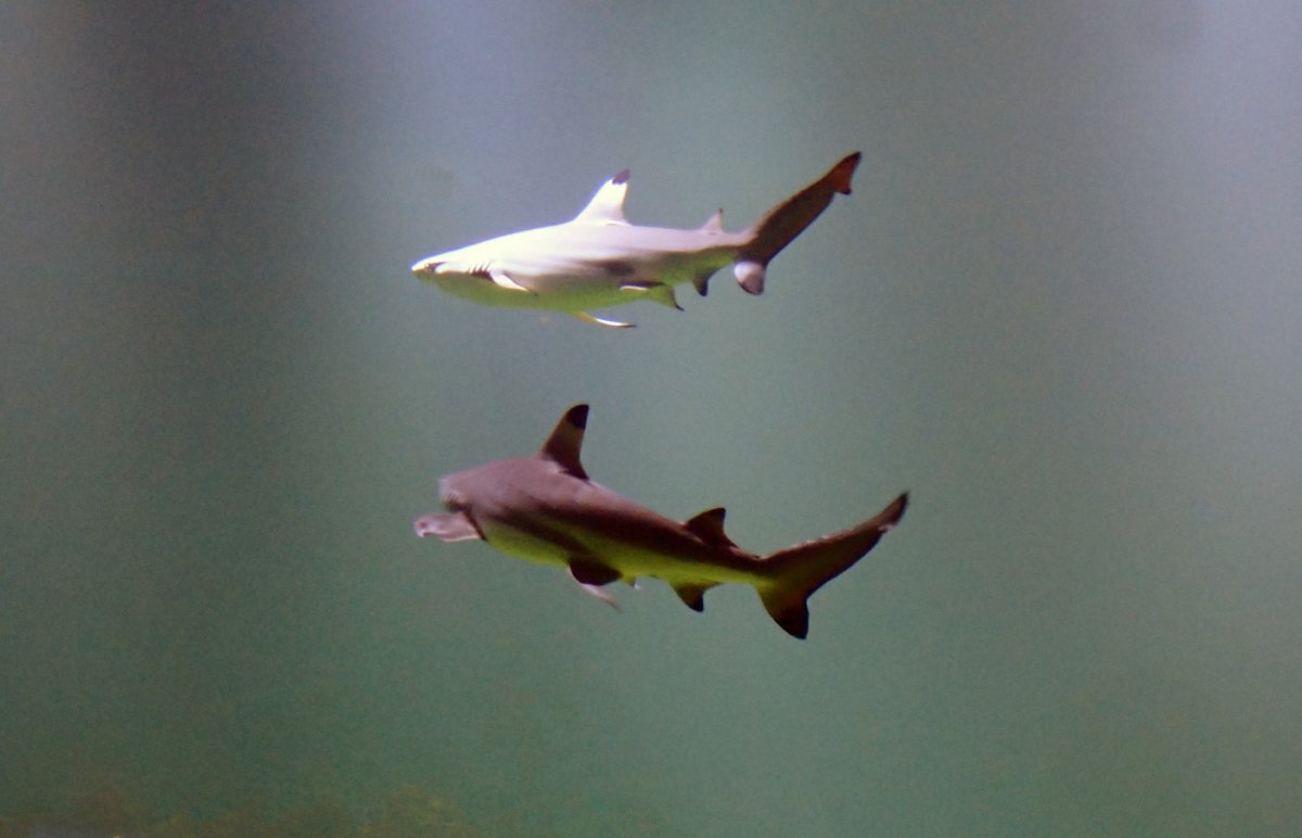 sharks.jpg