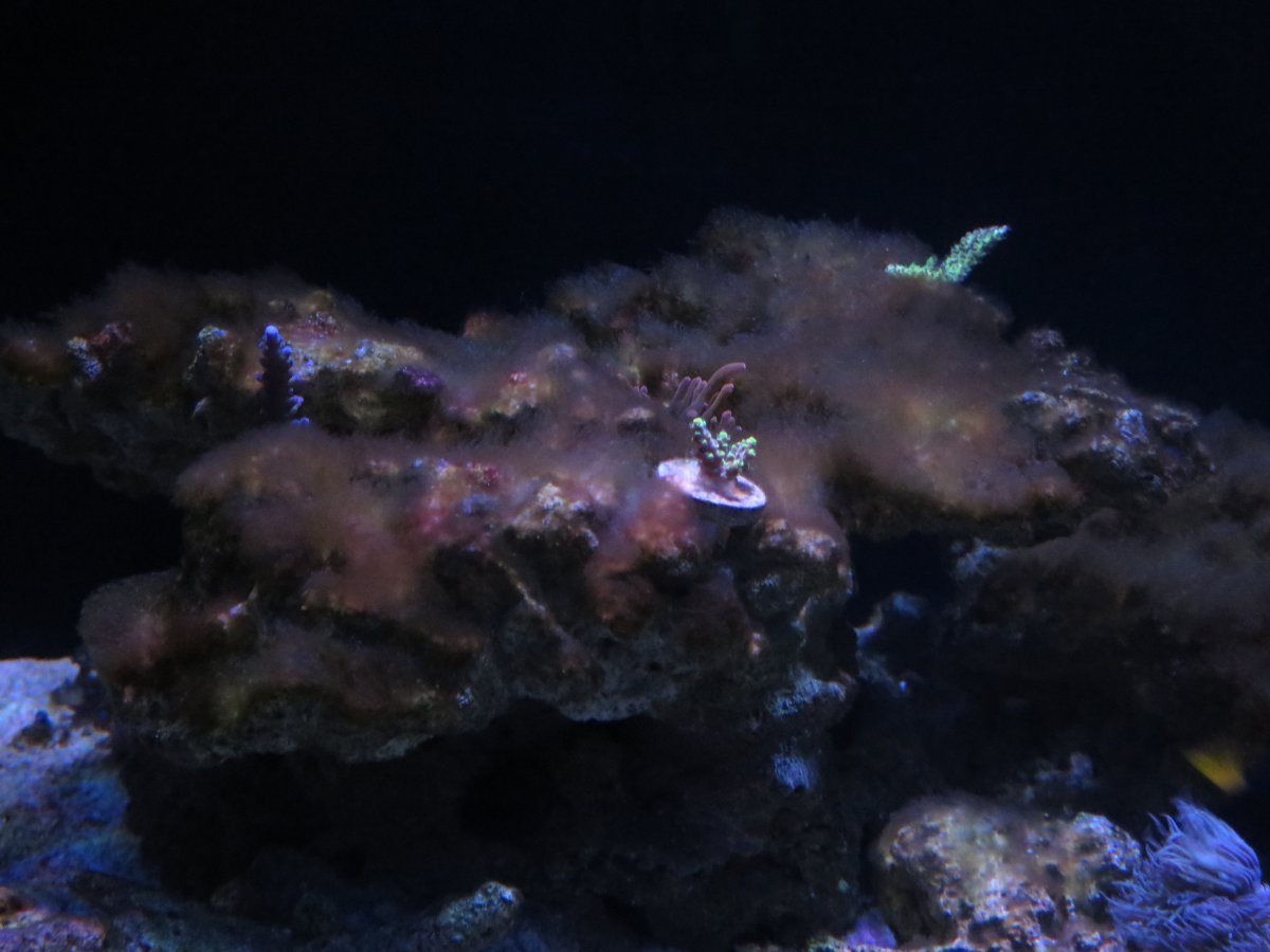 Shelf rock1.JPG