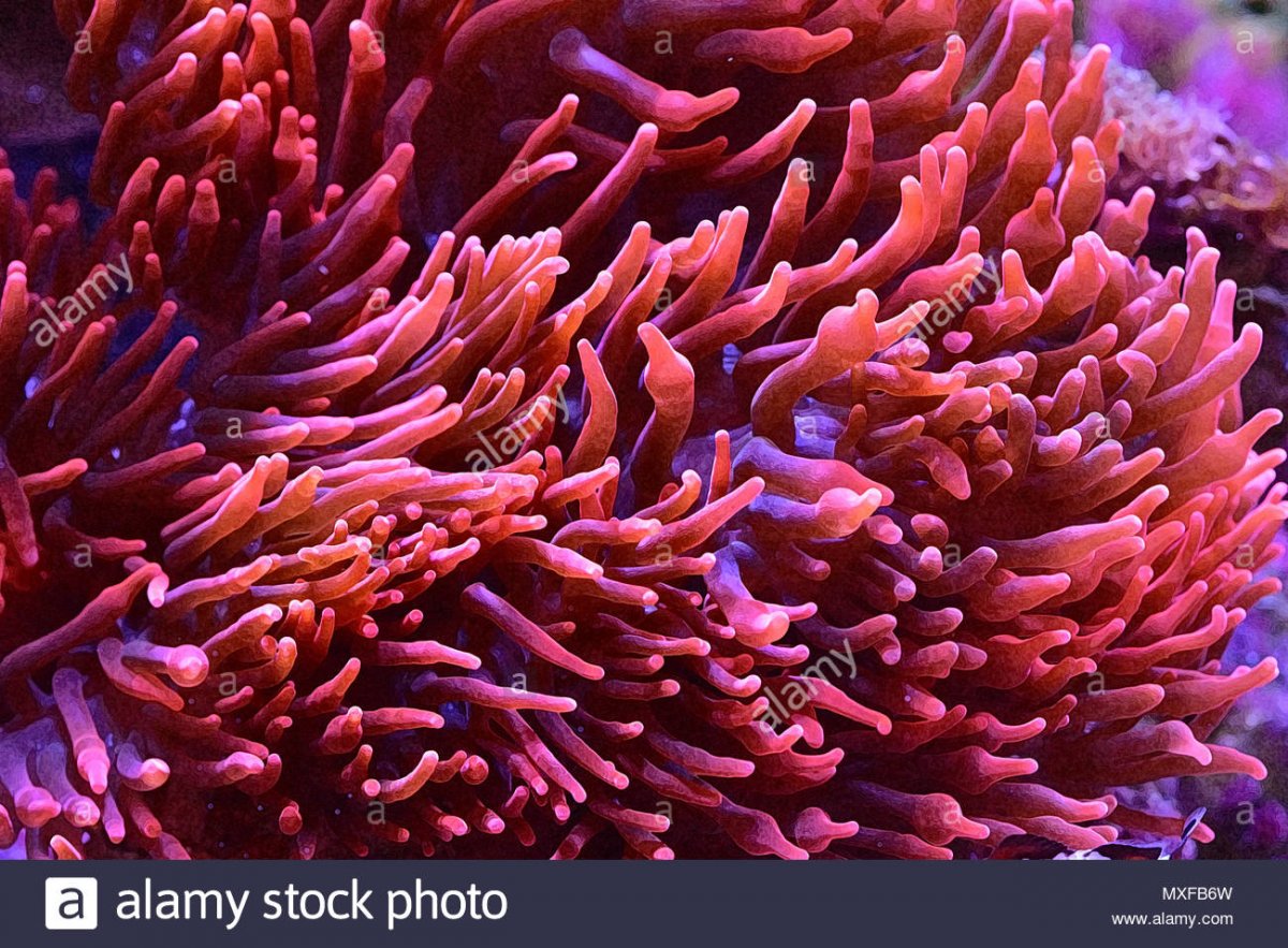 sherman-rose-bubble-tip-anemone-MXFB6W.jpg