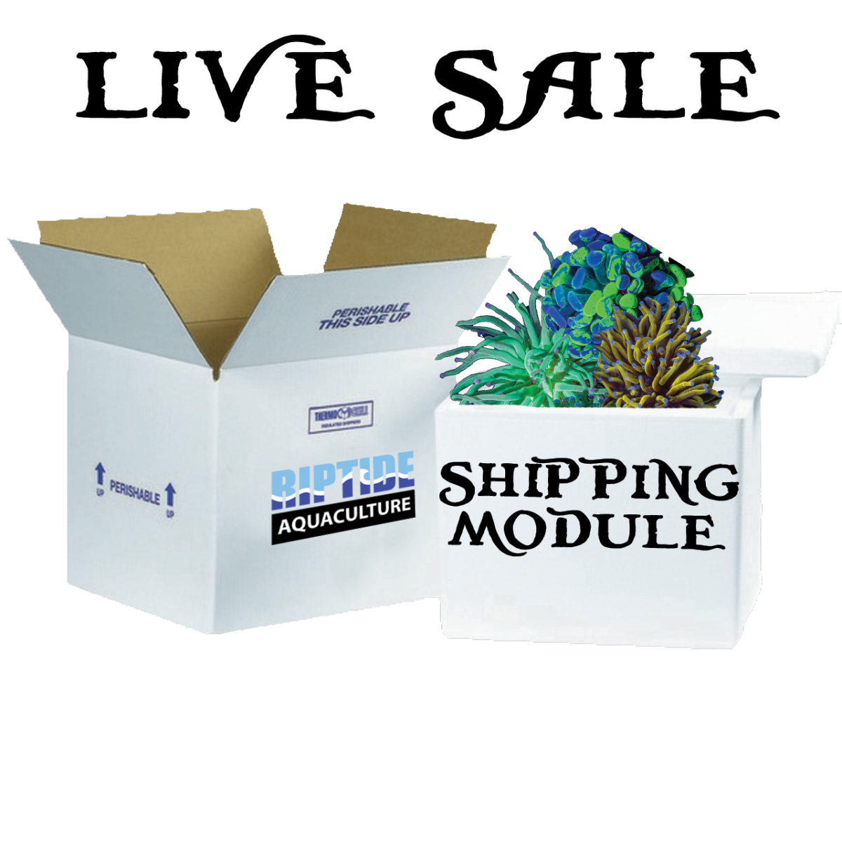 shipping box w-coral.png