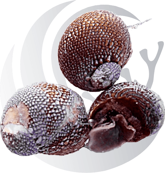 SHNerites_1200x.png