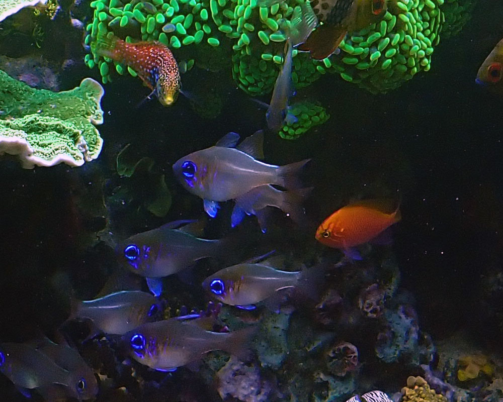 shoal.jpg