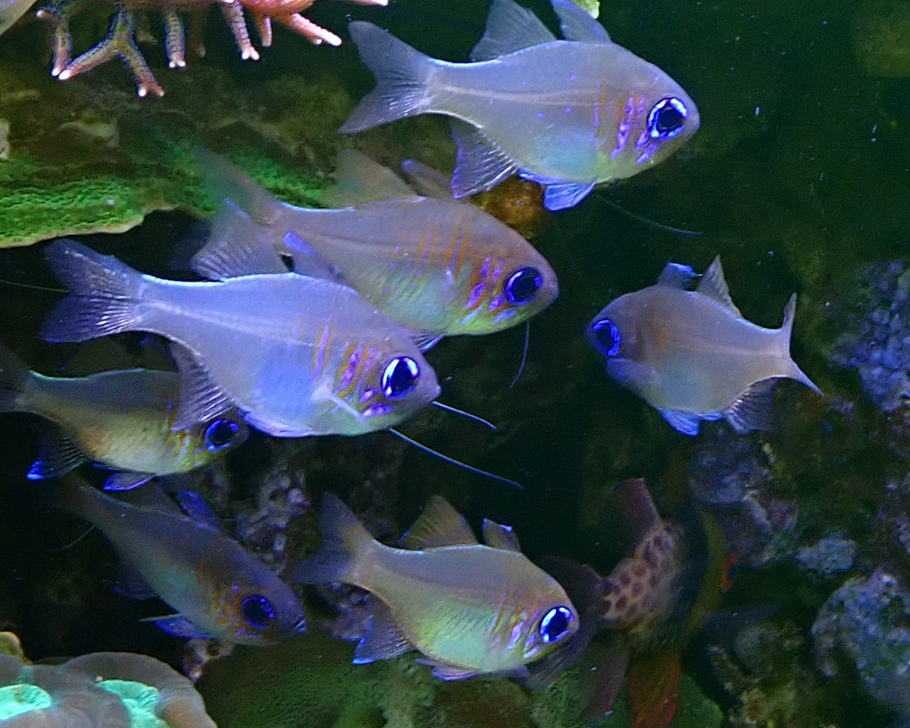 shoal.jpg