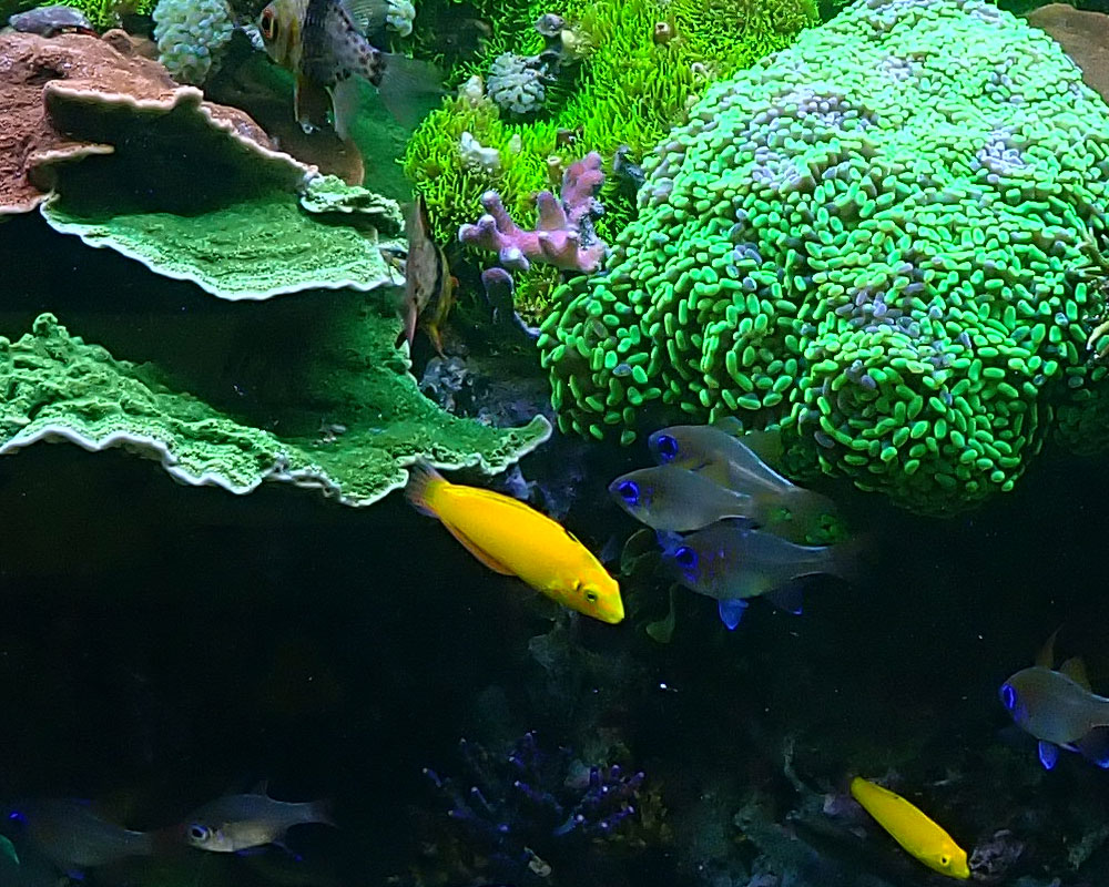 shoal2.jpg