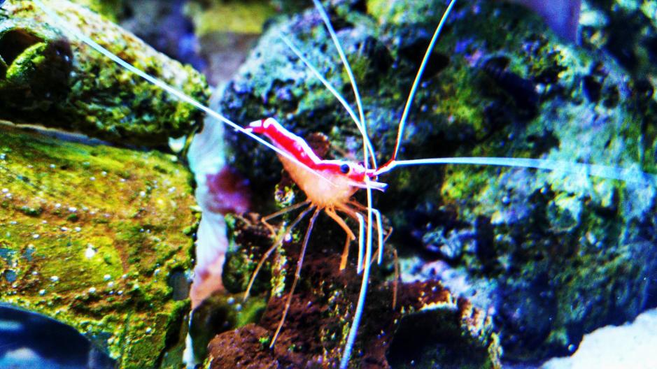 shrimp 1.jpg