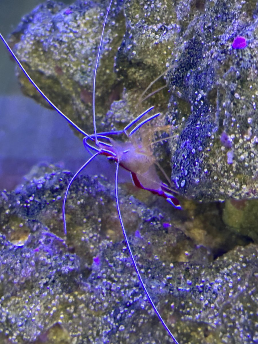 shrimp 1.jpg