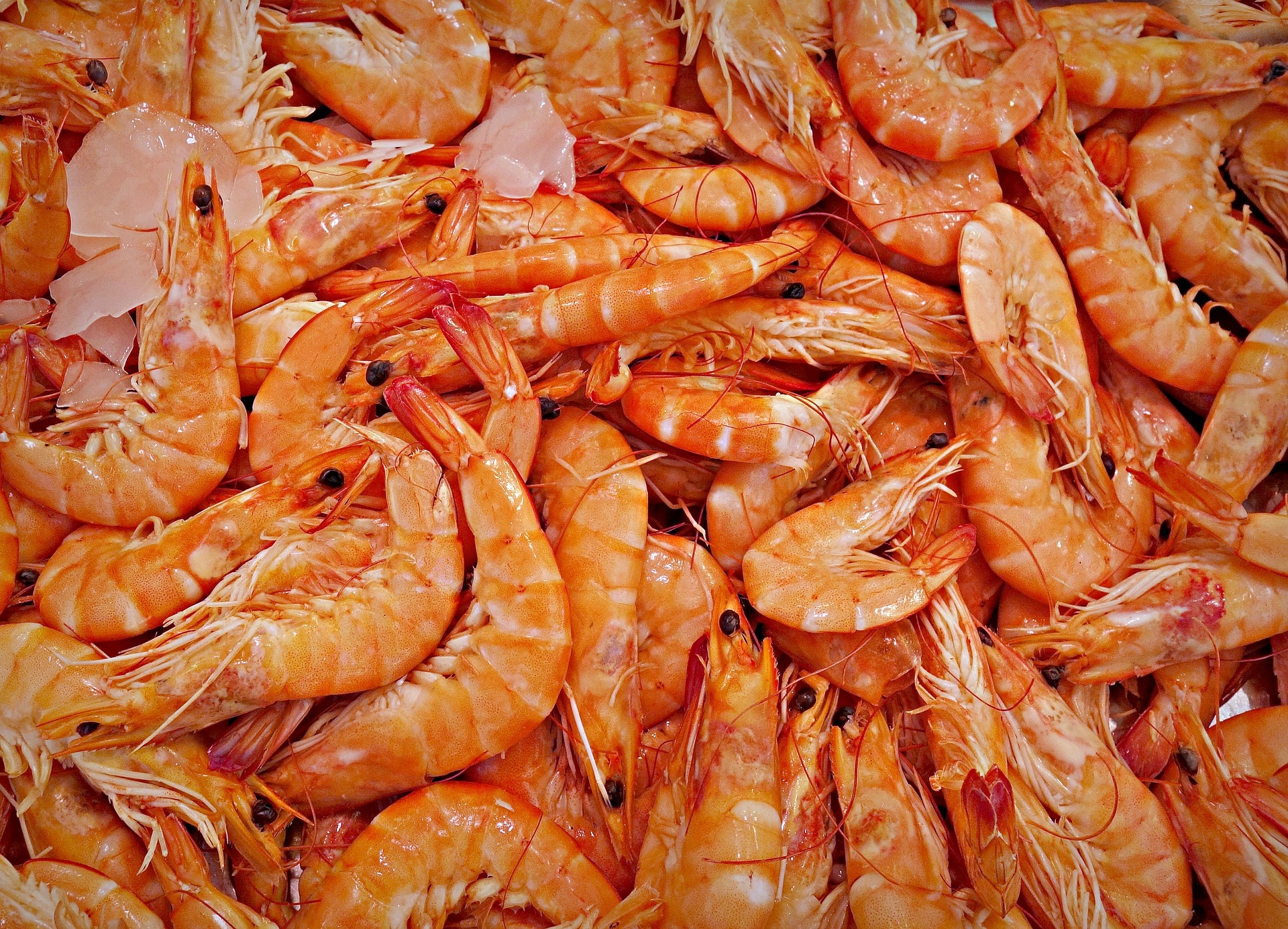 shrimp-1523135_1920-jpg.974274