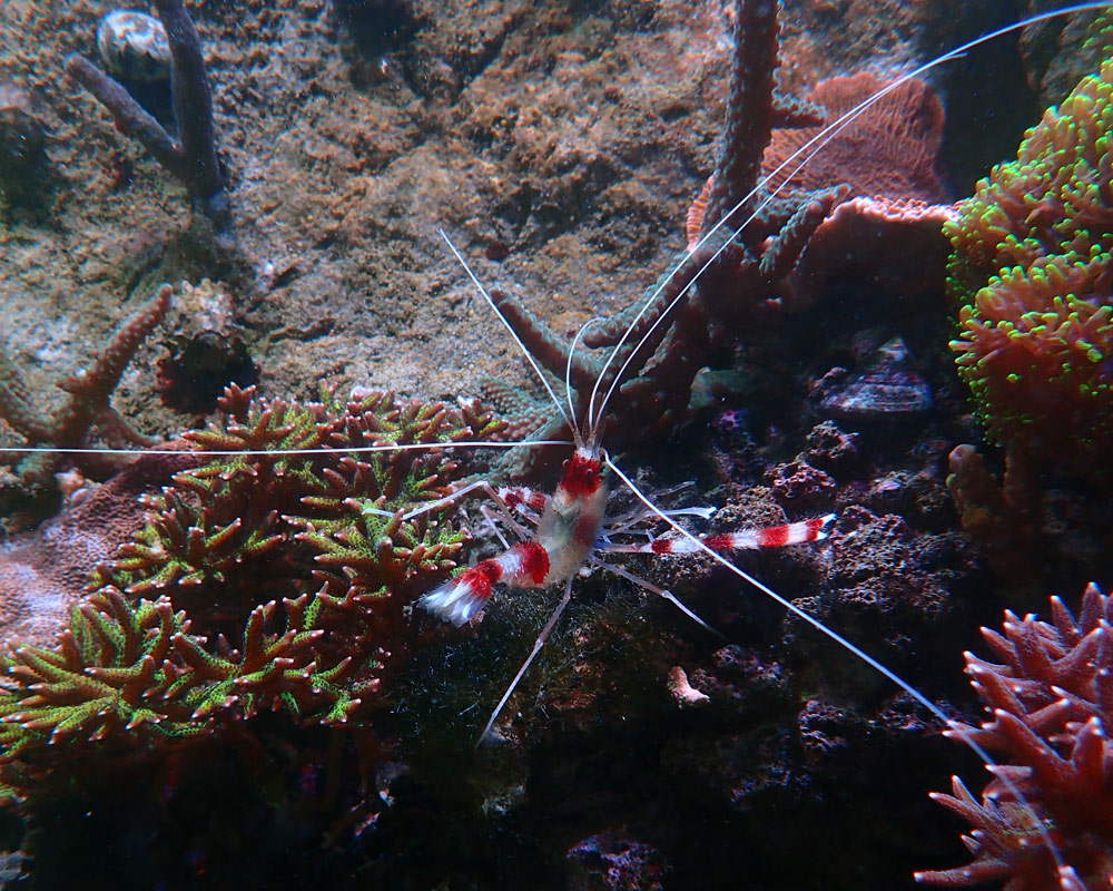 Shrimp-2.jpg