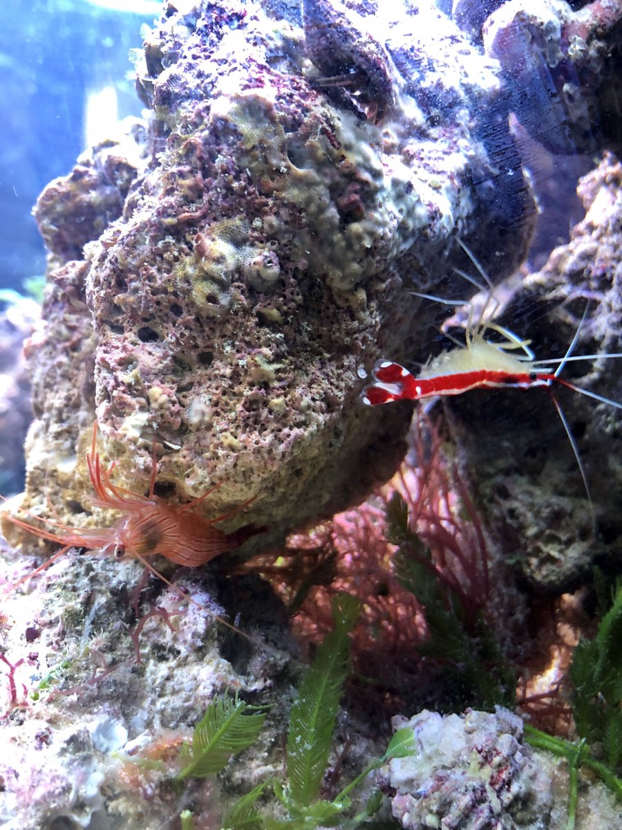 shrimp 4-4.jpg