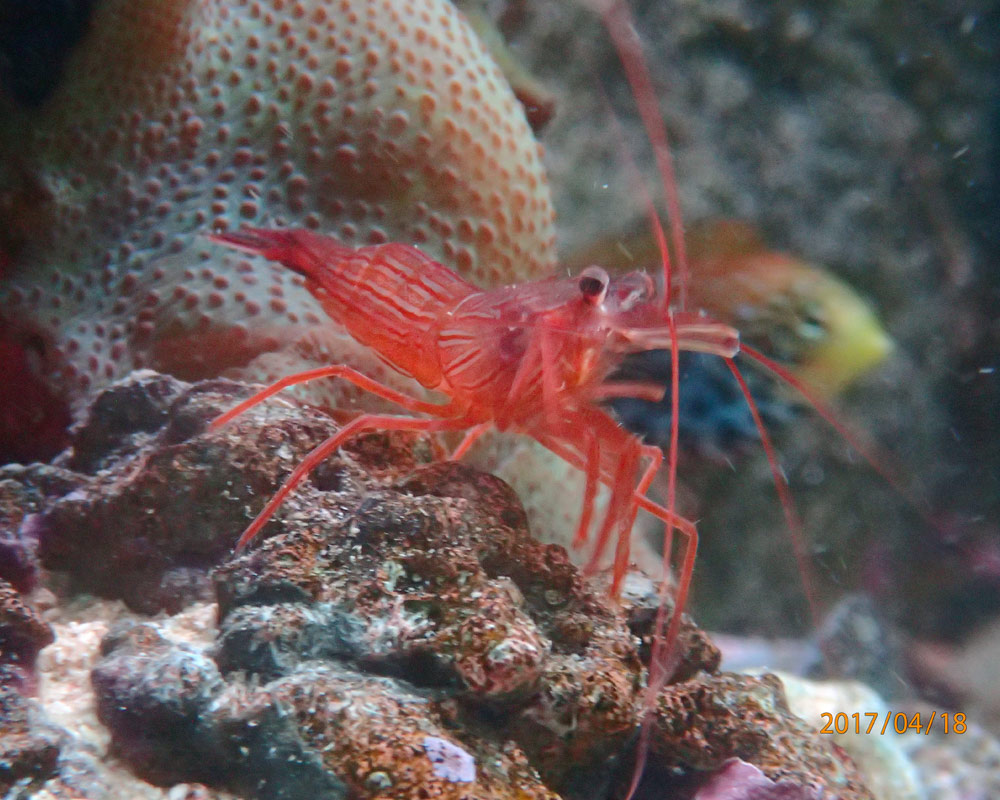 shrimp-4.jpg