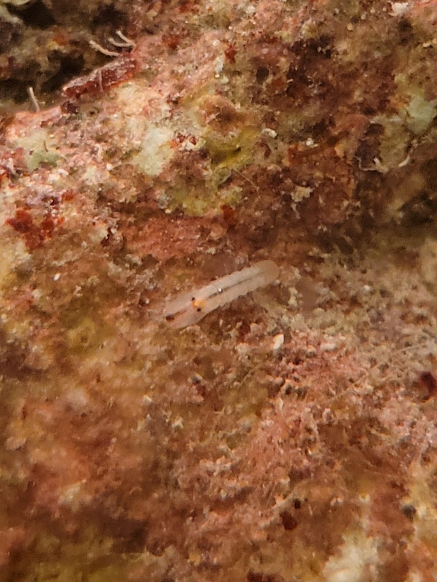 shrimp critter 00.jpg