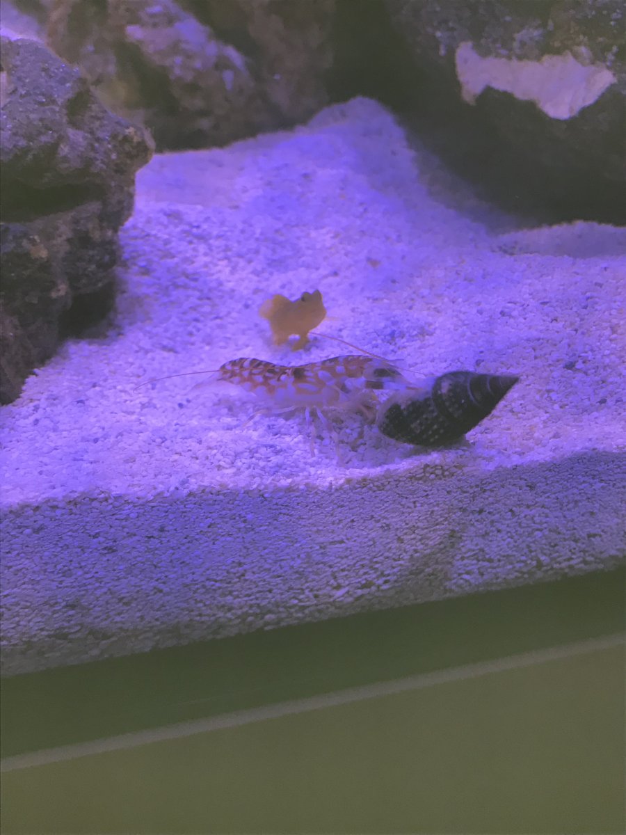 shrimp:goby.jpeg