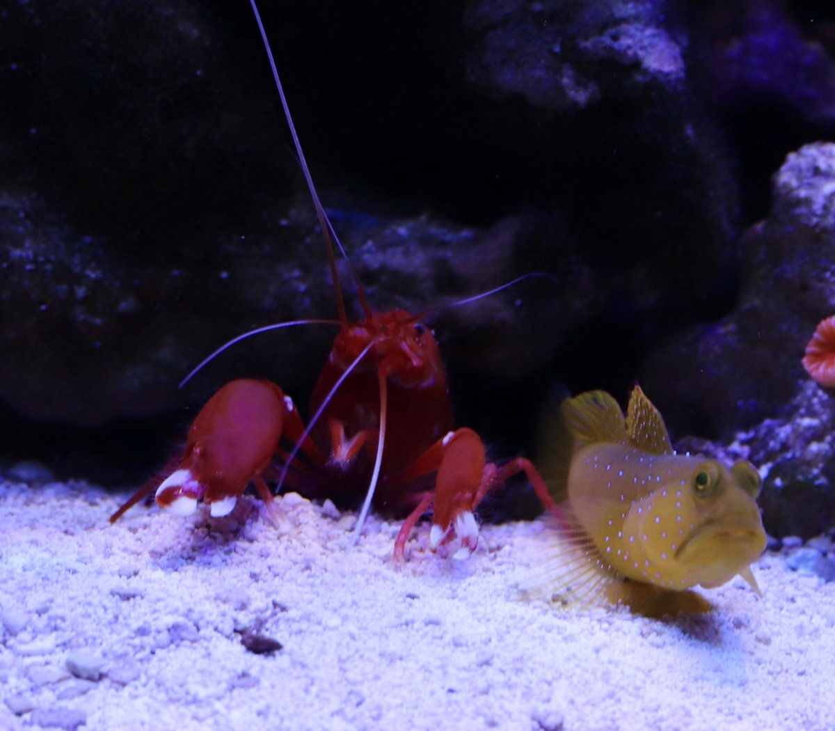 shrimp goby.jpg