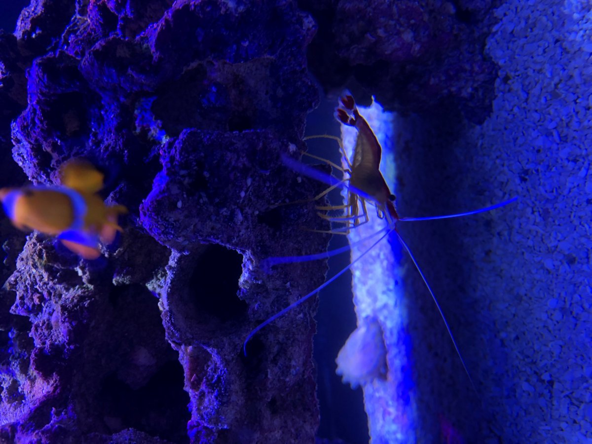 Shrimp.jpg