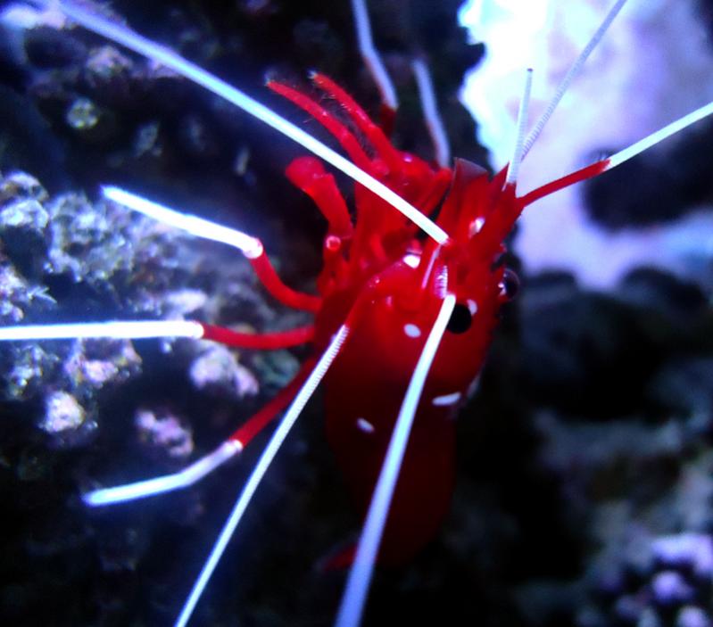 shrimp.jpg