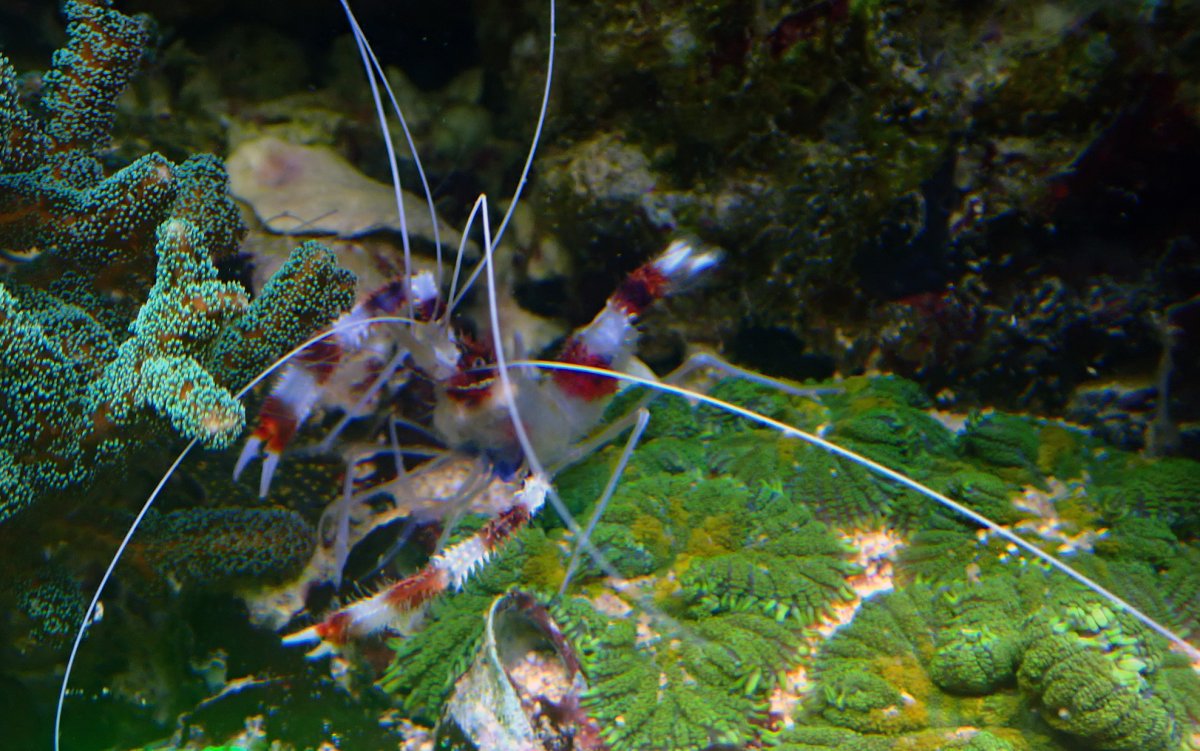 shrimp.jpg