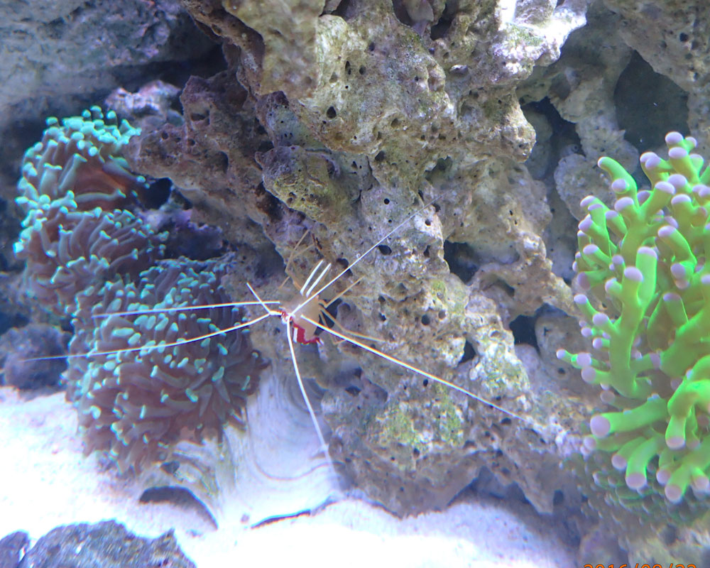 shrimp.jpg
