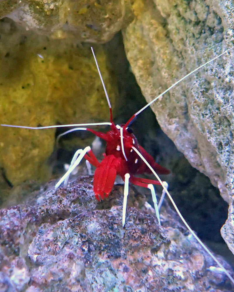 shrimp.jpg