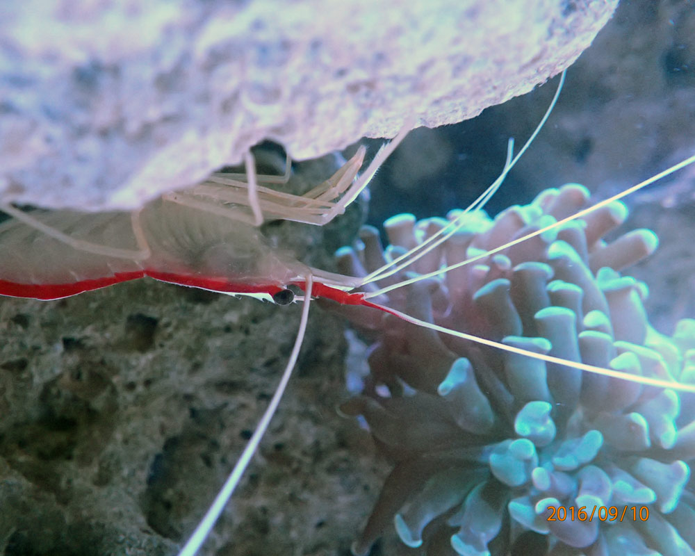 shrimp.jpg