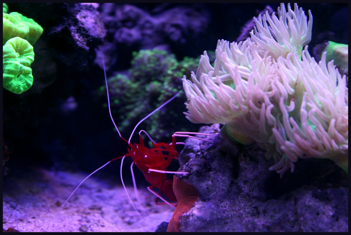 shrimp.jpg