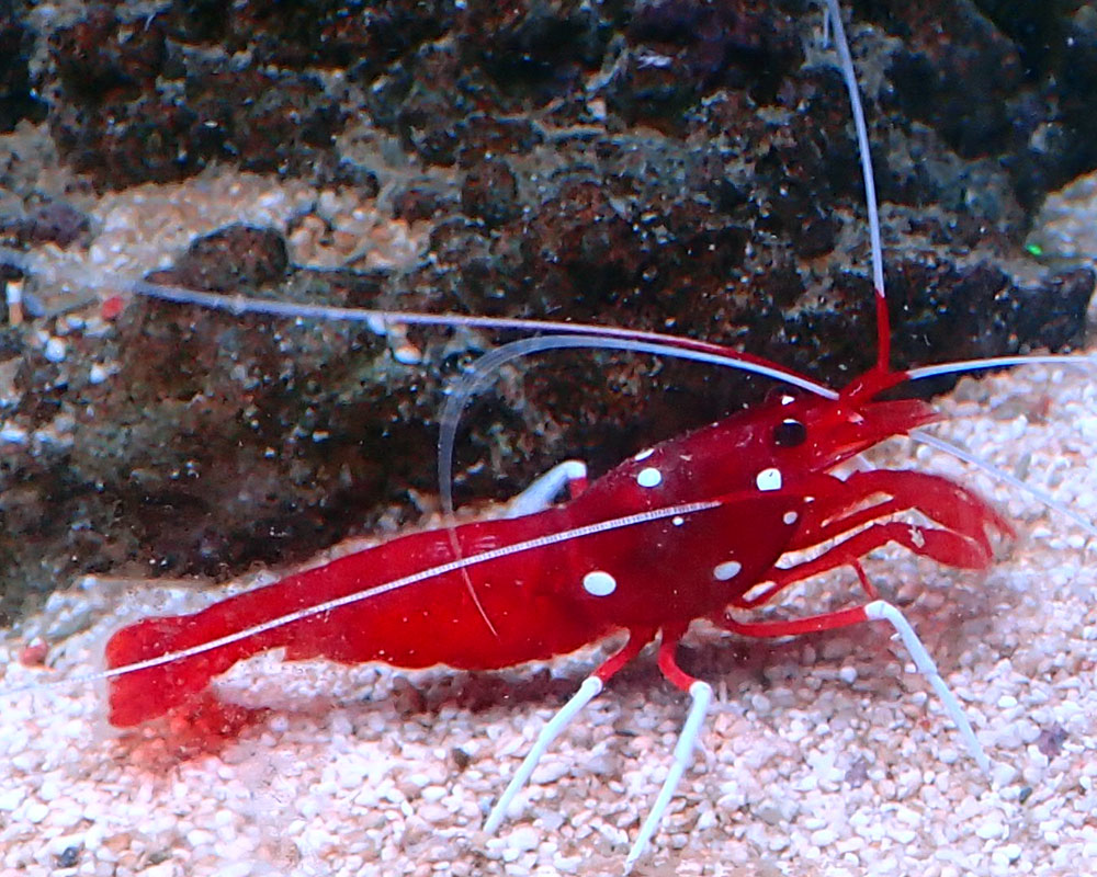 shrimp.jpg