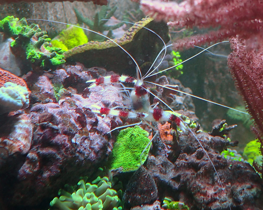 shrimp.jpg