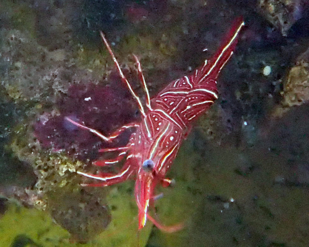shrimp.jpg