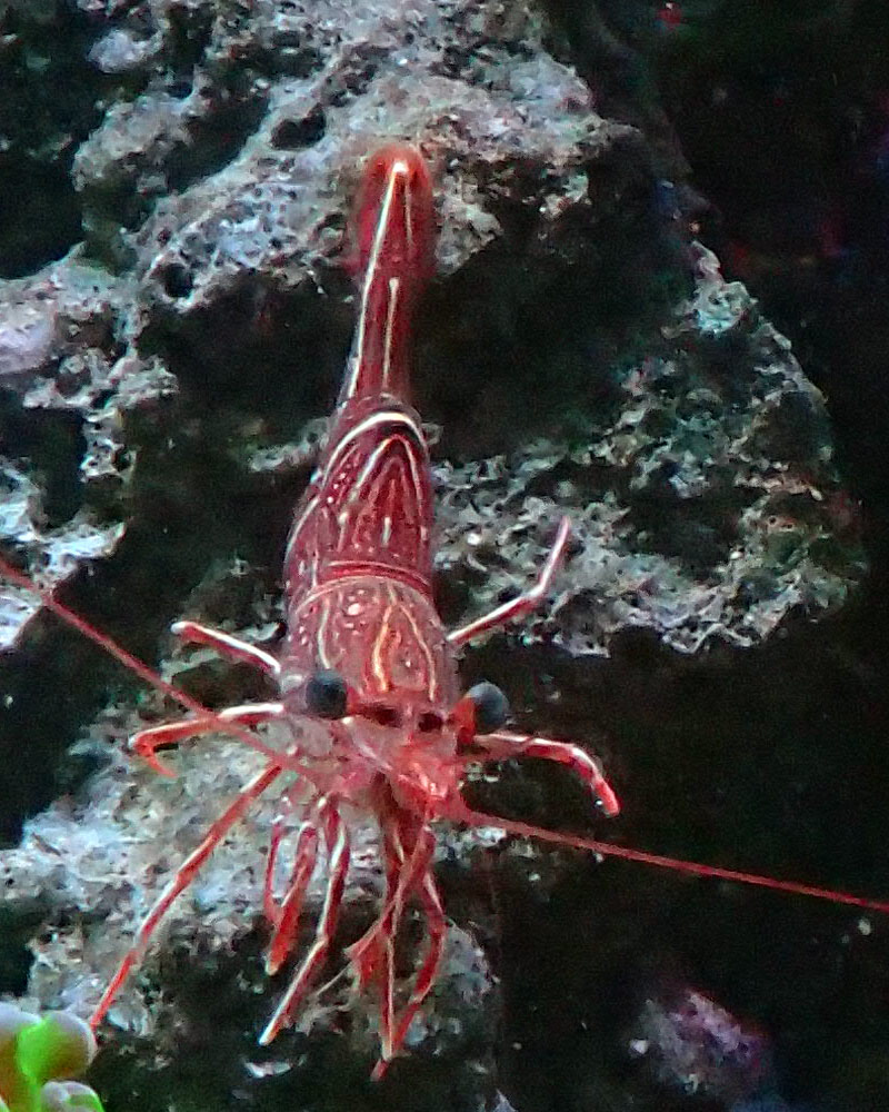 Shrimp.jpg