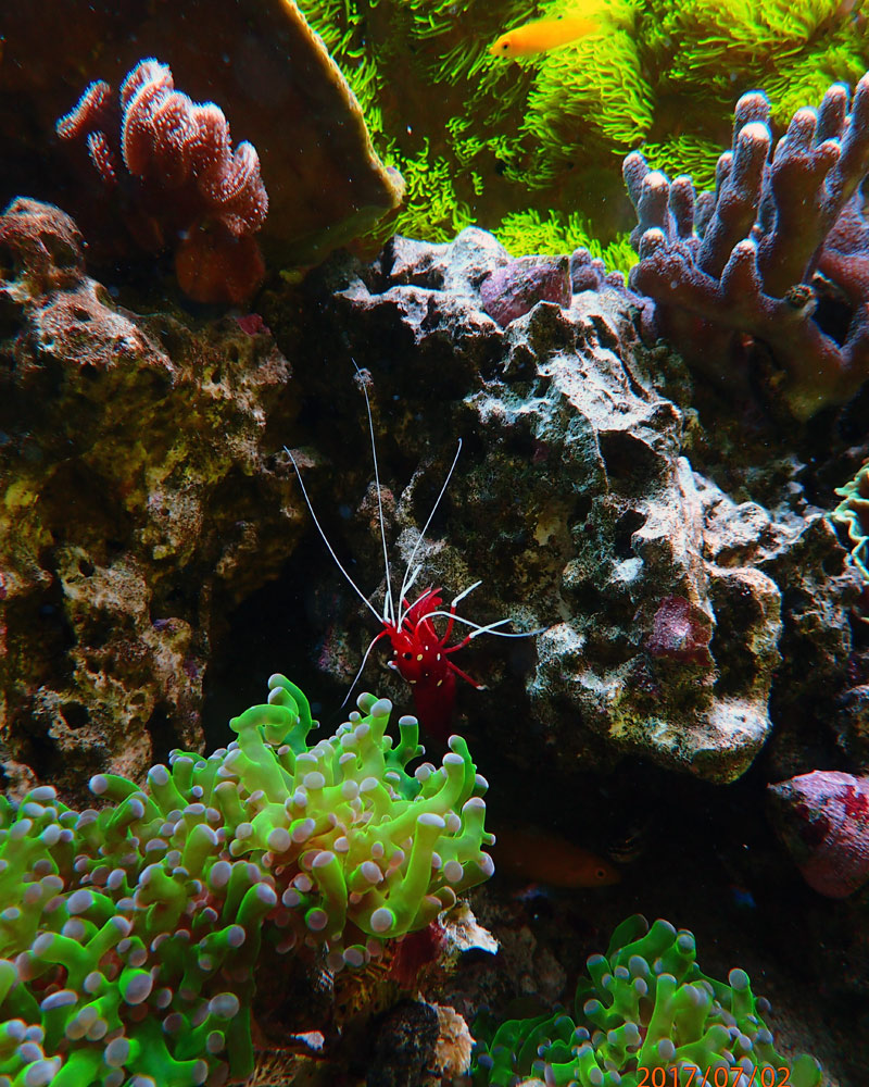 shrimp.jpg