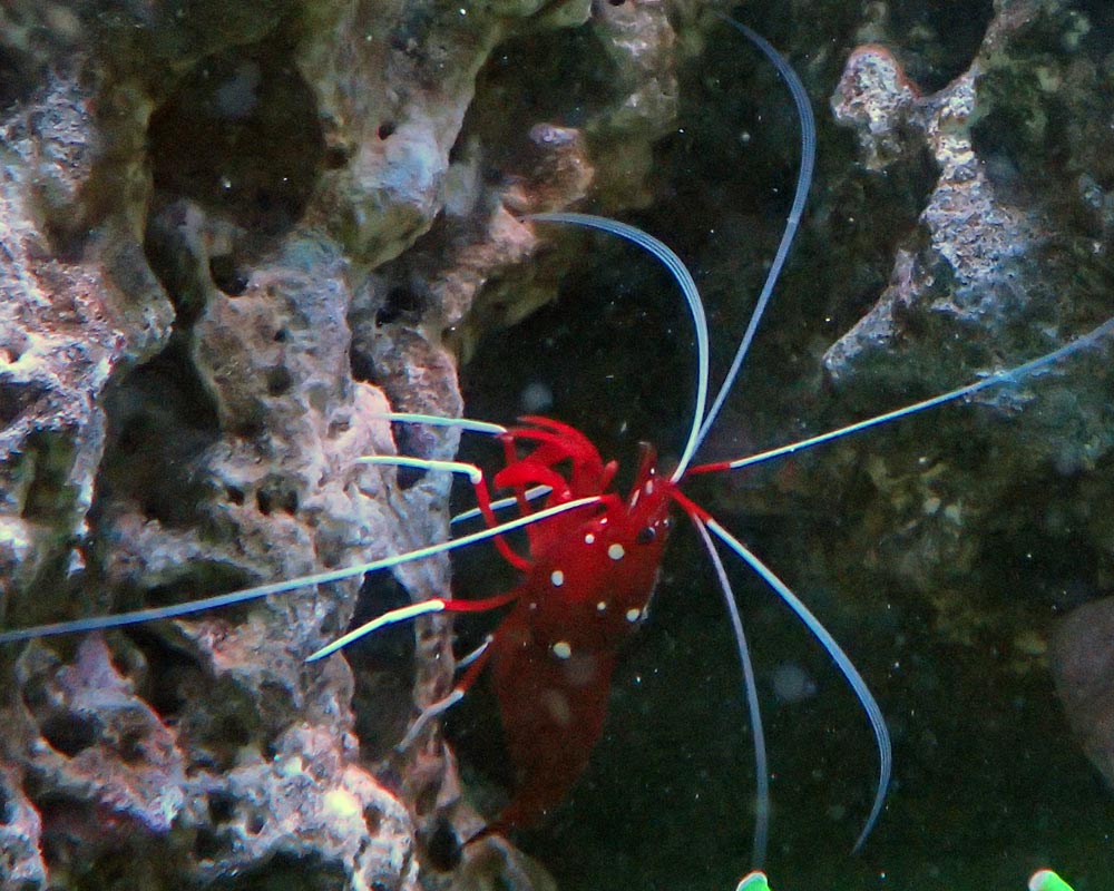 shrimp.jpg