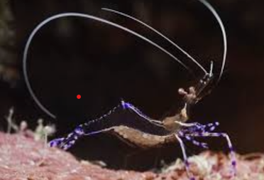 shrimp.png