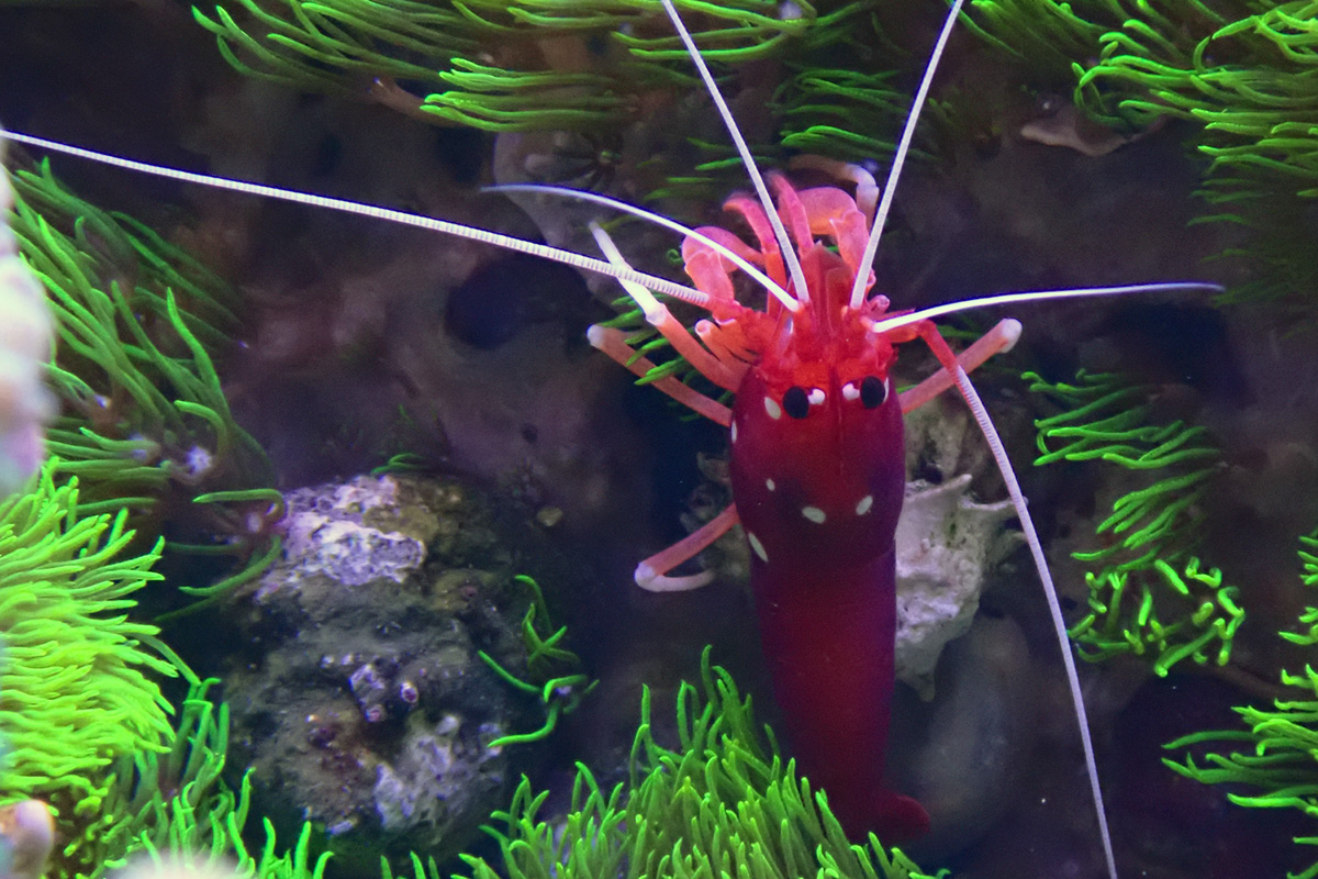 shrimp1.jpg