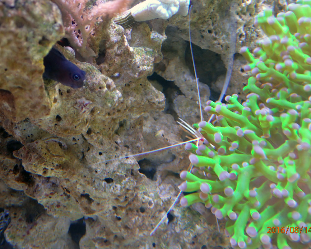 shrimp1.jpg